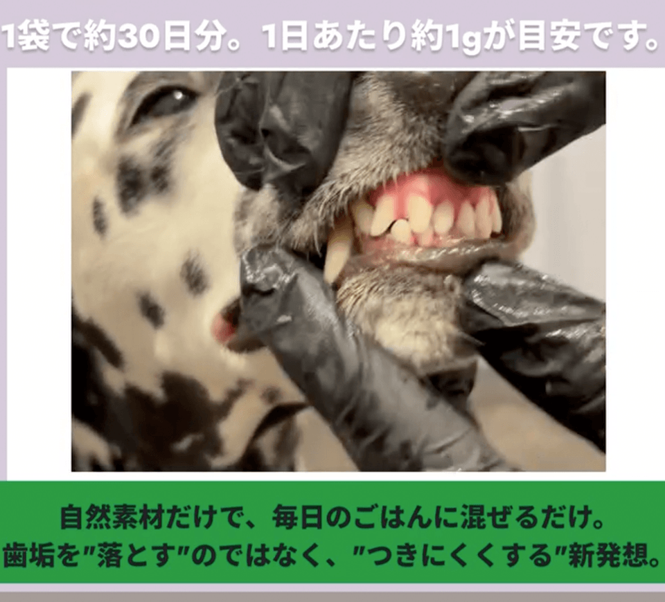動画を見る